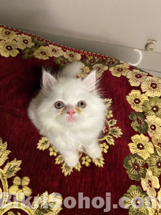 Traditional persian male kitten